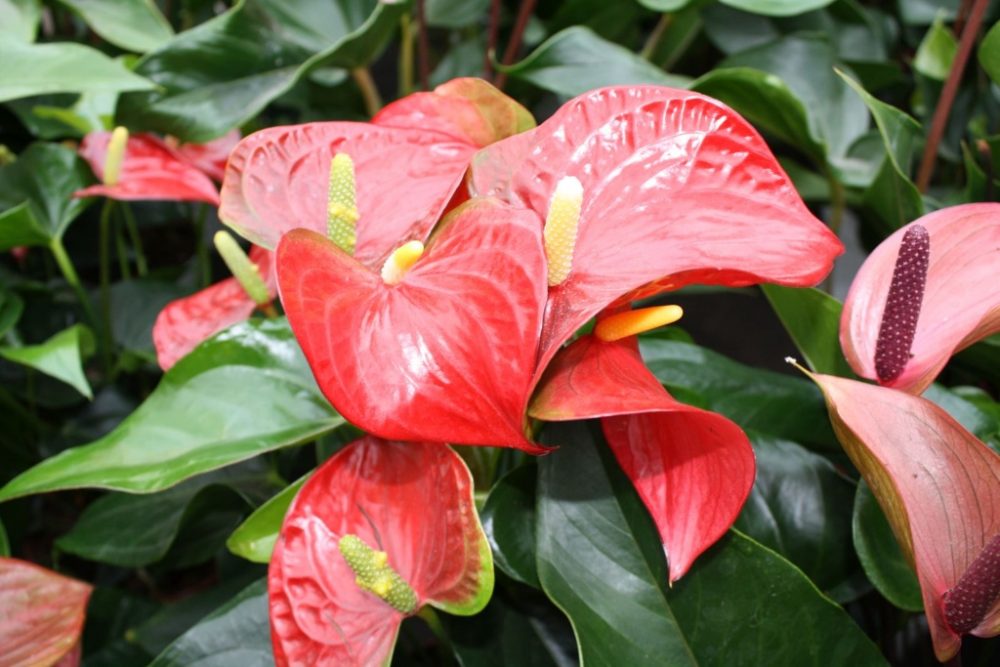 Üppiger Blütenflor bei der großen Flamingoblume