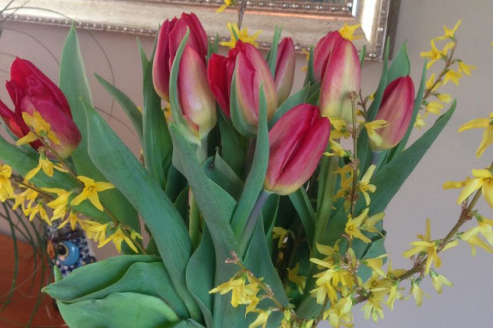 Tulpen und Forsythien als Partner im Frühlingsstrauß (Bild: Franz Beckers)