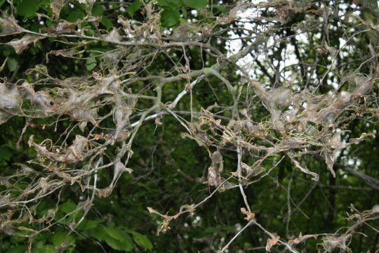 Kahlfraß durch Raupen der Gespinstmotten (Bild: Franz Beckers)