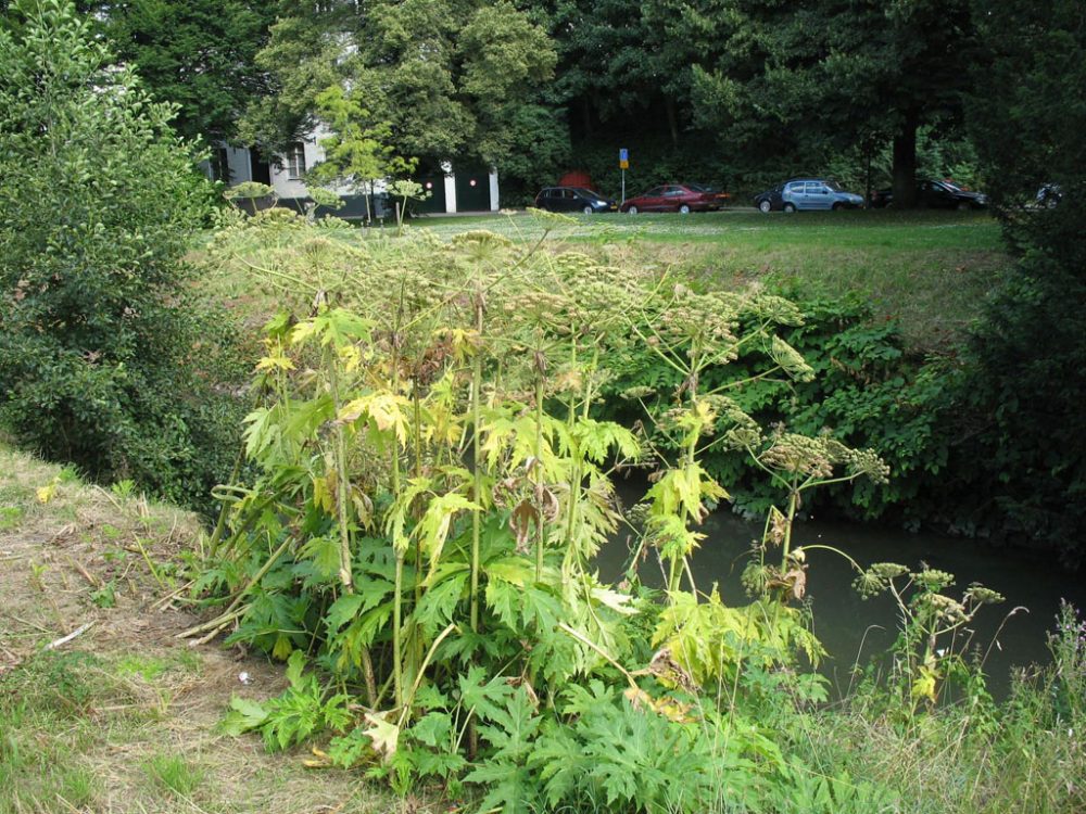 Riesenbärenklau fühlt sich besonders in Wassernähe wohl (Bild: Franz Beckers)