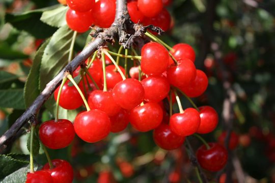 Konditor-Kirschen, ohne Maden