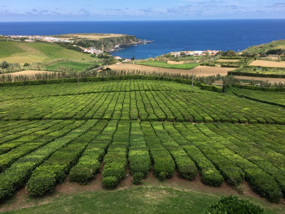 Teeplantage Cha Gorreana auf der Azoreninsel São Miguel (Foto: Horst Senker/BRF)