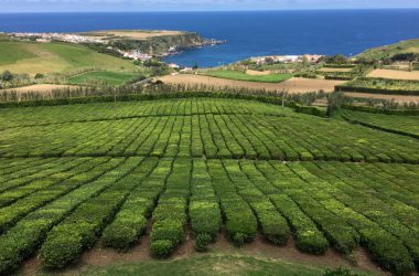 Teeplantage Cha Gorreana auf der Azoreninsel São Miguel (Foto: Horst Senker/BRF)