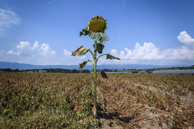 Dürre (Foto: Fabrice Coffrini/AFP)