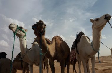 Wüstenreise (Foto: Ursula Dahmen)