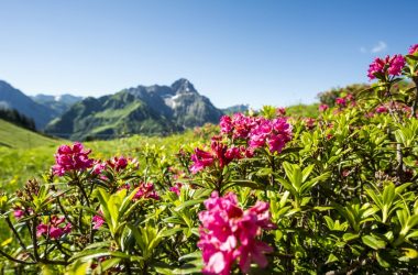 Alpenrosen (Dominik Berchtold)Kleinwalsertal Tourismus eGen