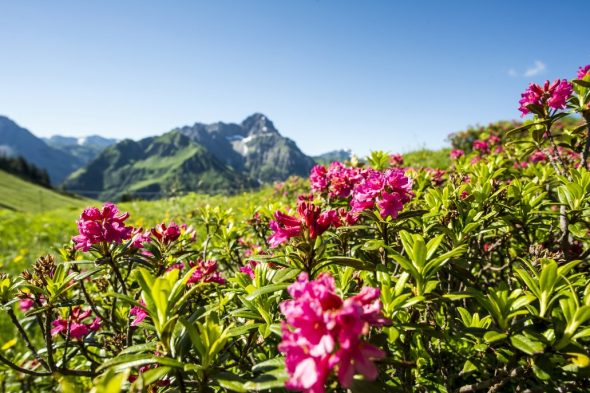 Alpenrosen (Dominik Berchtold)Kleinwalsertal Tourismus eGen