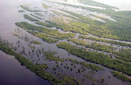 Welterschöpfungstag: Regenwald im Amazonasgebiet (Bild: Marcelo Sayao, EPA)