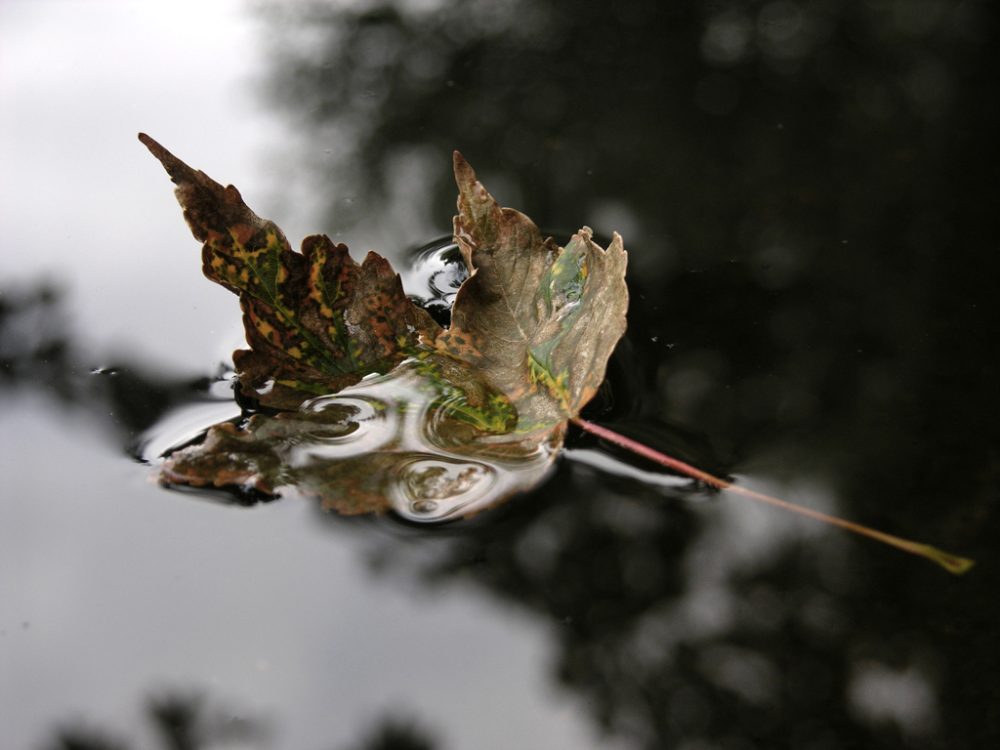 Trauer, Herbstlaub