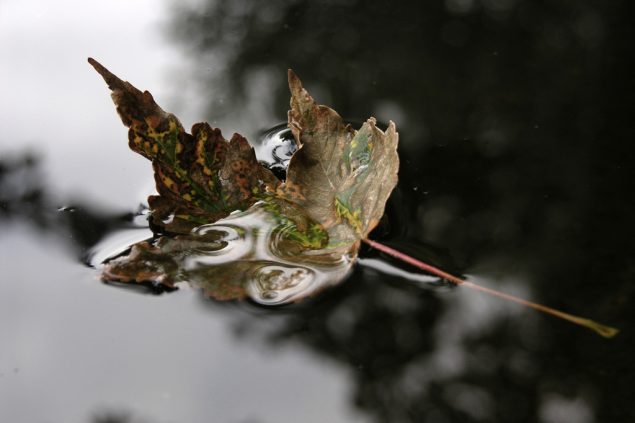 Trauer, Herbstlaub