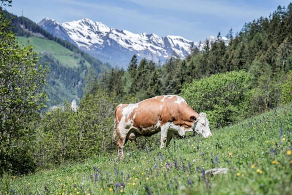 Kuh vor Bergkulisse