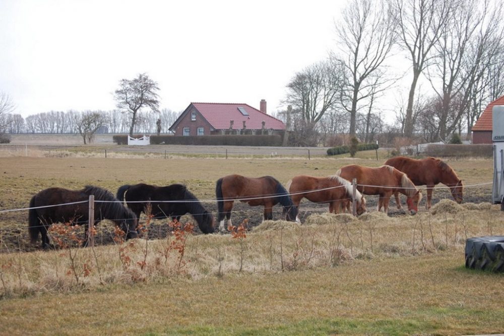 Pferde auf der Weide