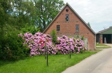 Biolandhof Dorn mit Rhododendren