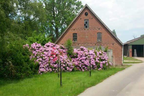 2022 Biolandhof Dorn mit Rhododendren