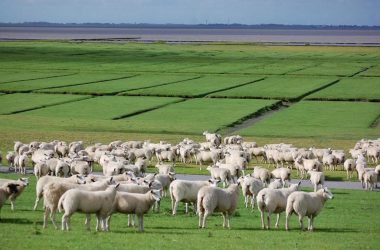 so viele Schafe in den Salzwiesen