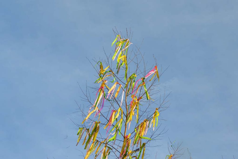 Maibaum (Bild: dermot68/PantherMedia)