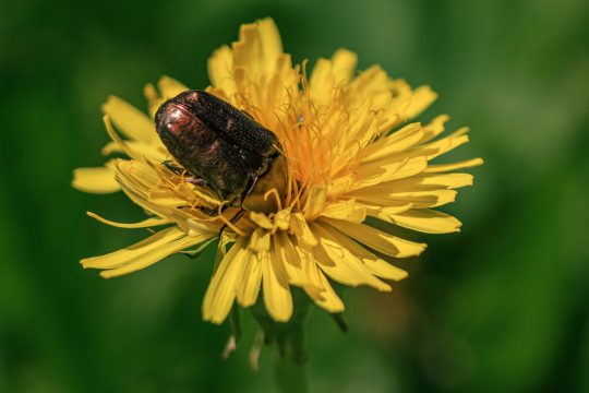 Maikäfer auf Löwenzahn (Illustrationsbild: © Bildagentur PantherMedia/scudrinja (YAYMicro))