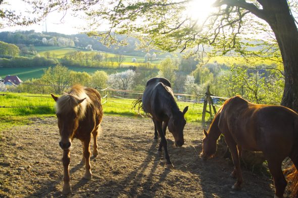 Pferde-Weide-Abendsonne