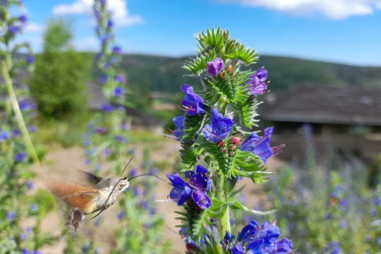 Würden Sie ein Taubenschwänzchen erkennen?
