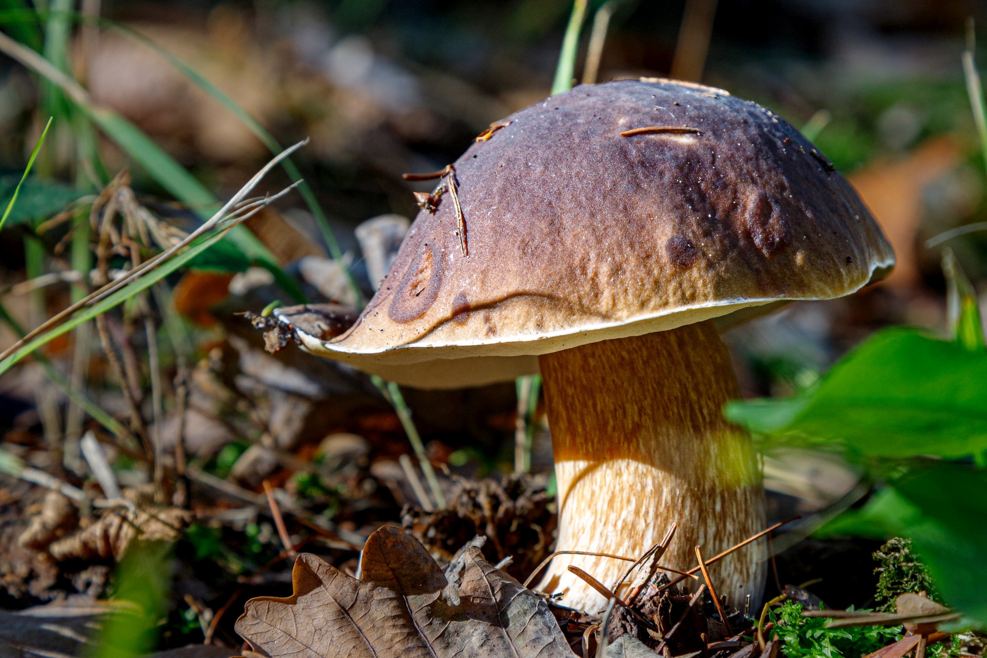 Steinpilz im Wald im Herbst