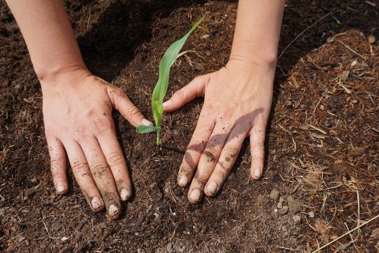 Bio-Garten von Intego in Eupen