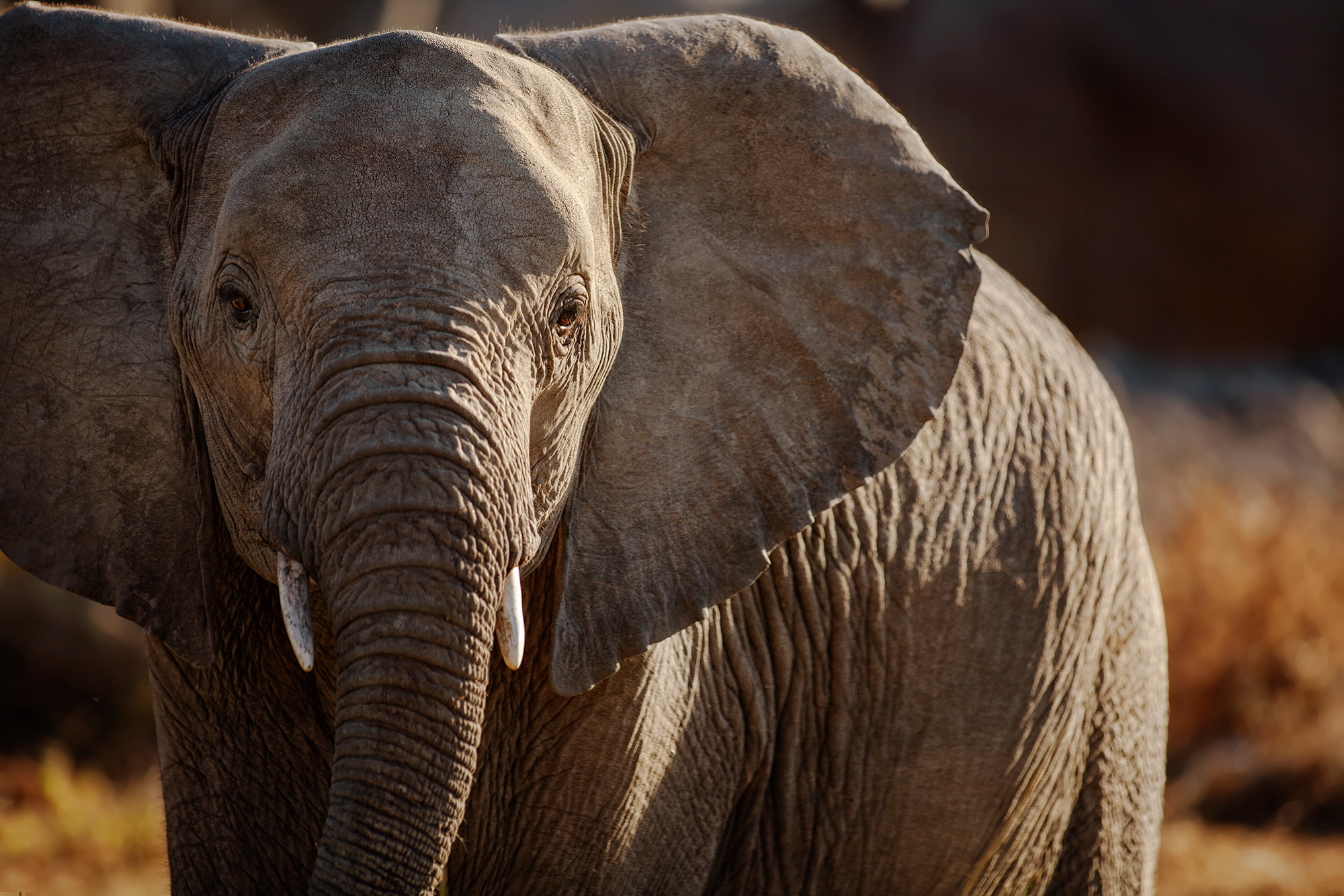 Elefant (Illustrationsbild: © Bildagentur PantherMedia/2630ben)