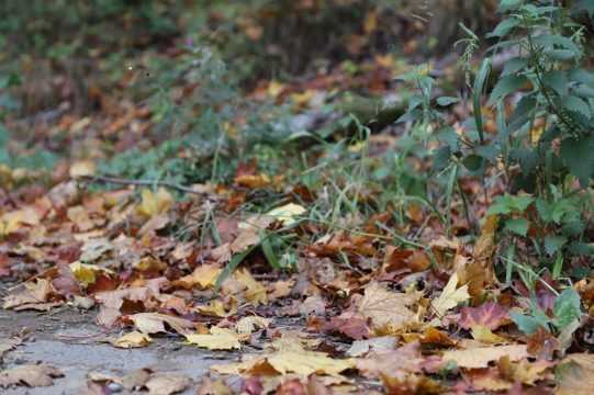 Illustrationsbild: Olivier Krickel/BRF