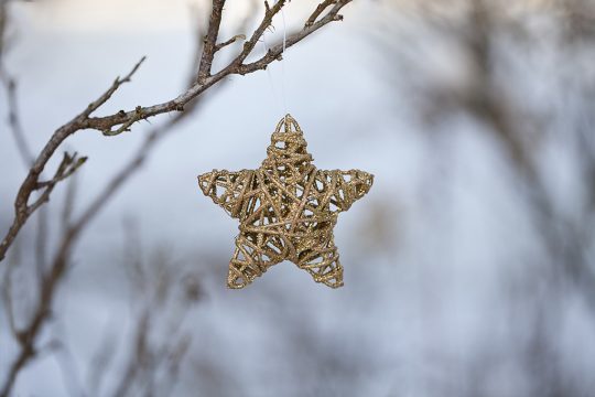 Weihnachtsstern (Illustrationsbild: © PantherMedia/Andrea Haase)