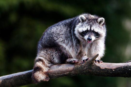 Waschbär (Illustrationsbild: © Bildagentur PantherMedia/Raimund Linke)