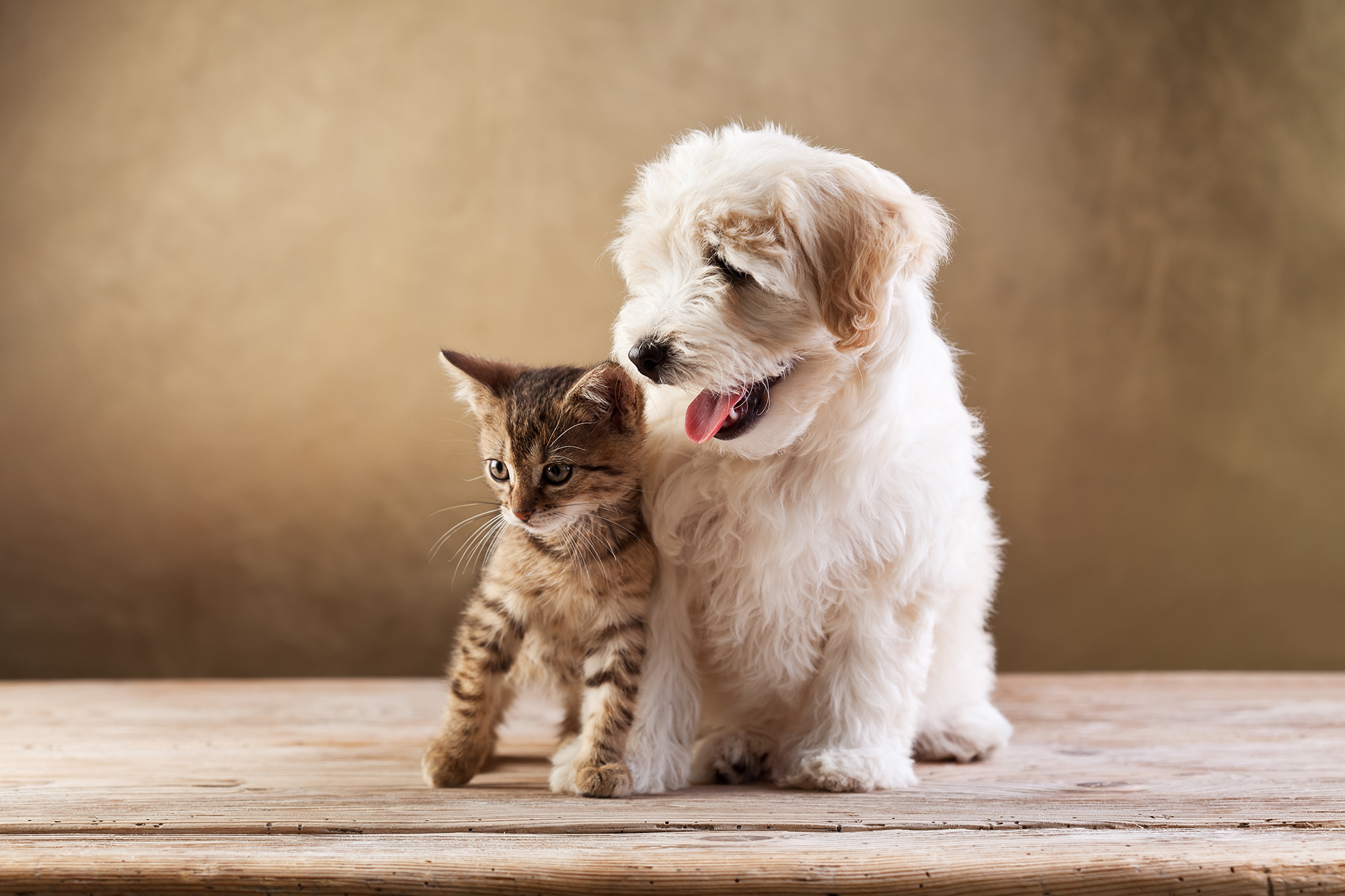 Kätzchen und kleiner flauschiger Hund
