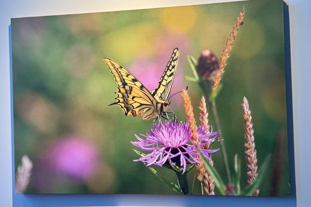 50 Jahre Naturschutz in Ostbelgien: Fotoausstellung von Natagora