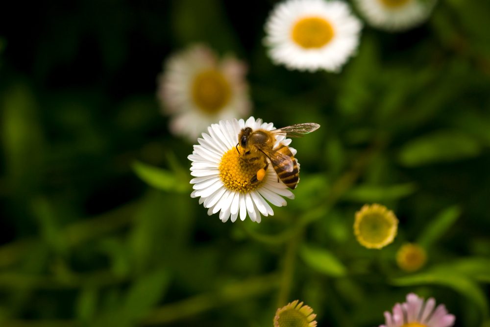 Biene auf Blume