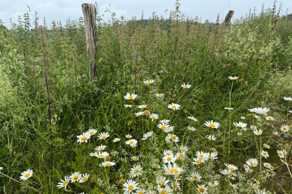 Garten mit Margeriten in Medell