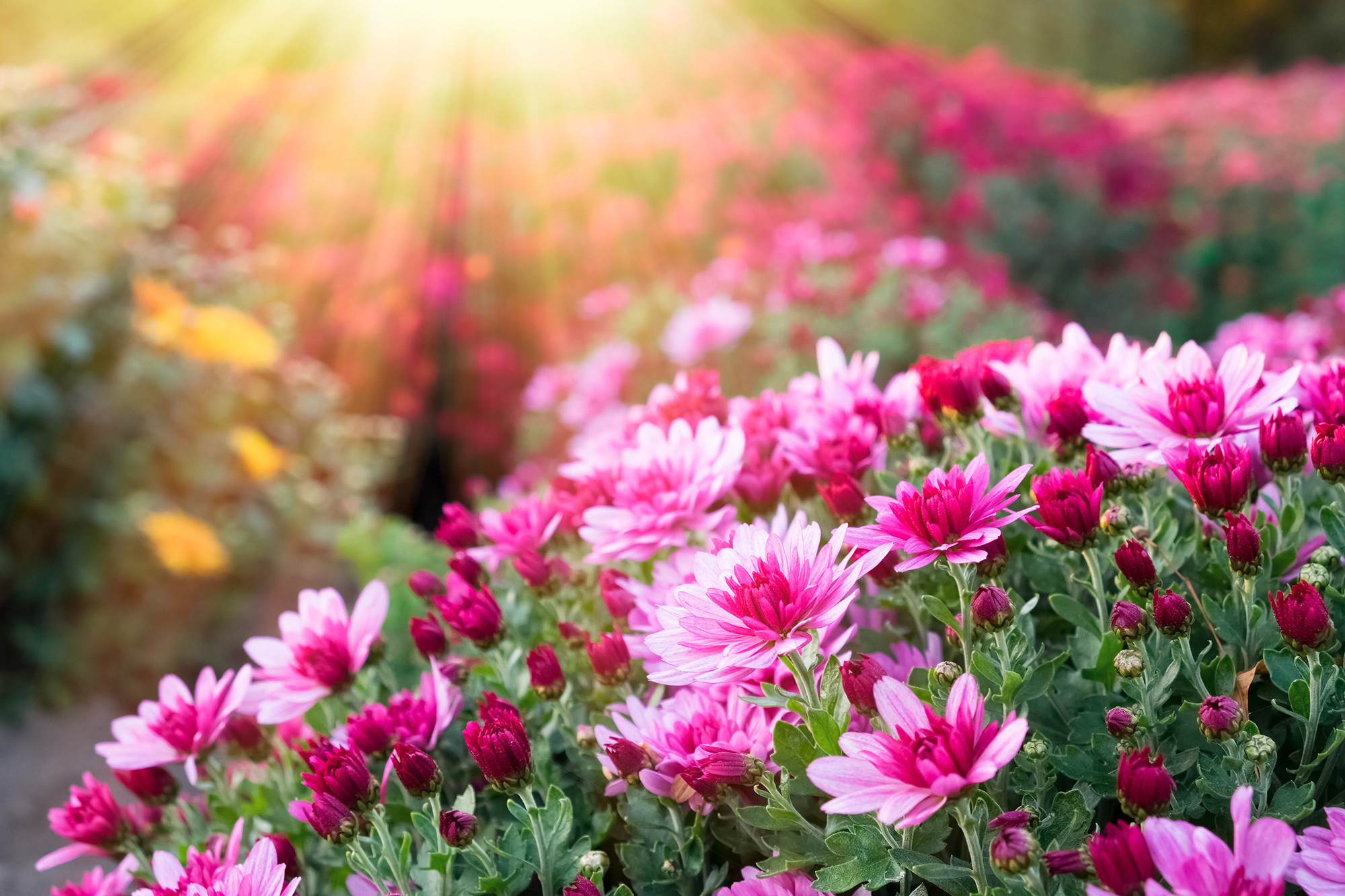 Lila Chrysanthemen blühen im Sonnenlicht