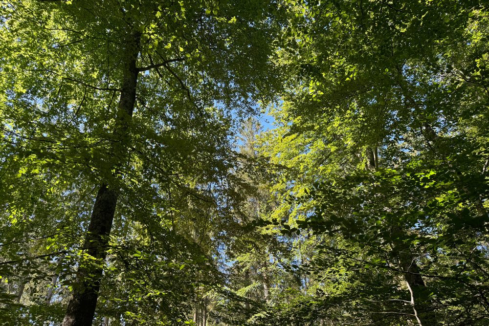 Baumkronen im Wald