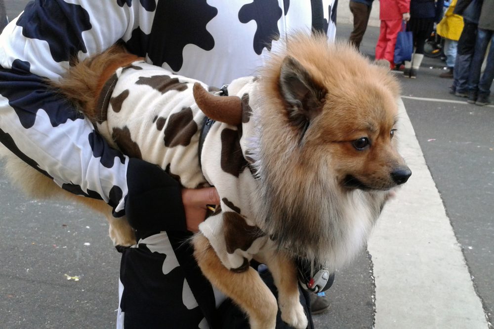 Hund im Kostüm