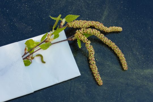 Birkenpollenallergie