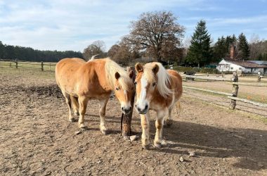 Die Pferde Lou und Birke
