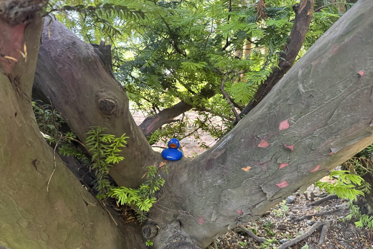 Findet Funki: Tag neun