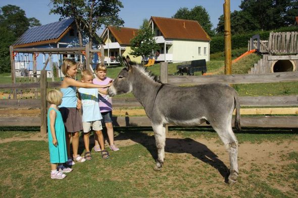 Kinder mit Esel Paul