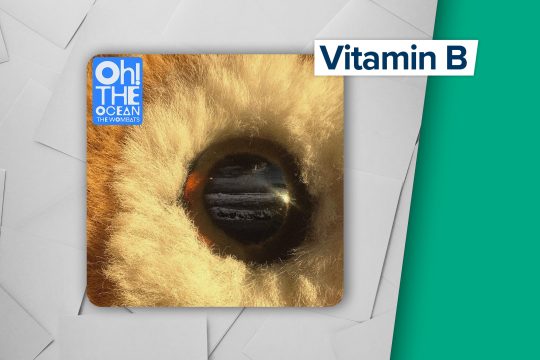 Cover von The Wombats - Oh! The Ocean (Label: Awal)