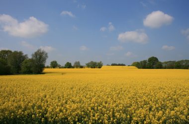 Ein Rapsfeld