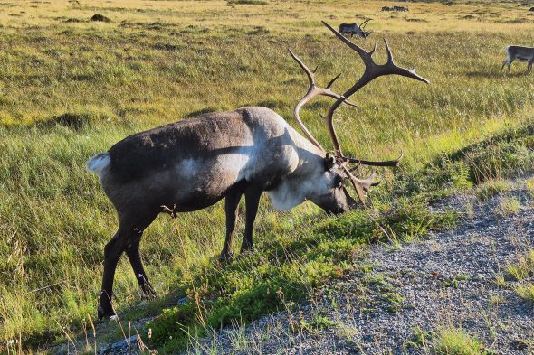 Ostbelgier unterwegs zum Nordkap - verschiedene Eindrücke