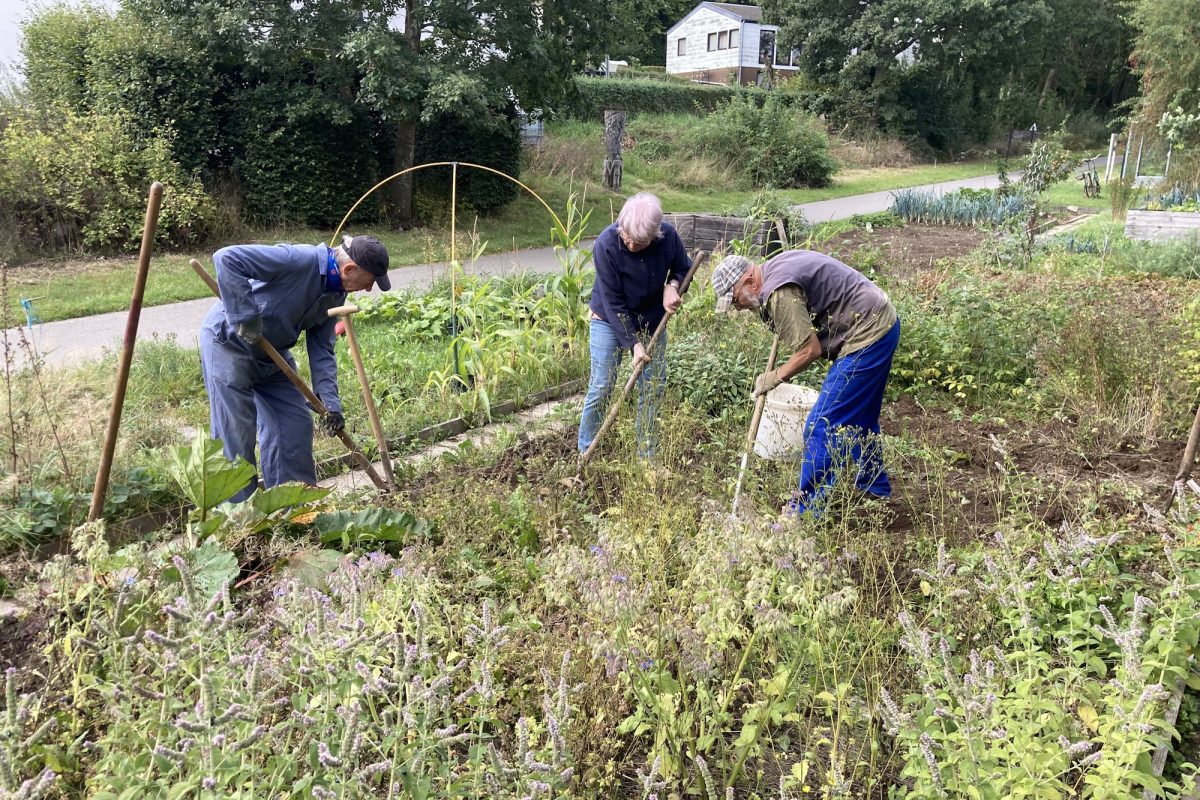 Der Gemeinschaftsgarten (Bild: Patchwork VoG)