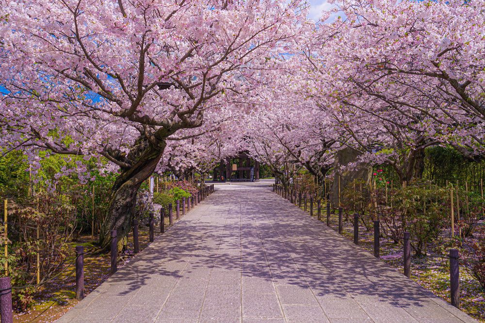 Kirschblüte in einem Park in Japan