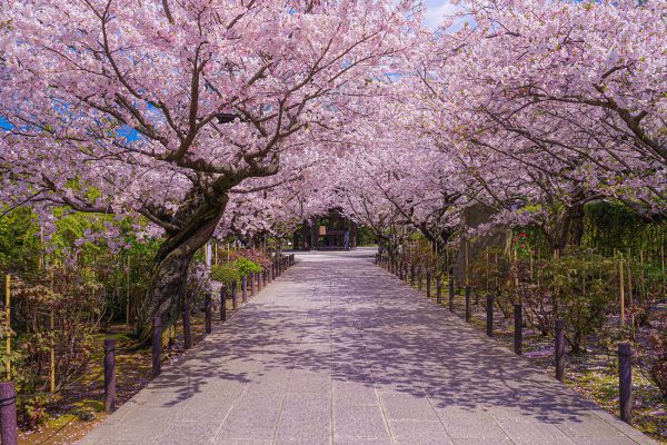 Kirschblüte in einem Park in Japan