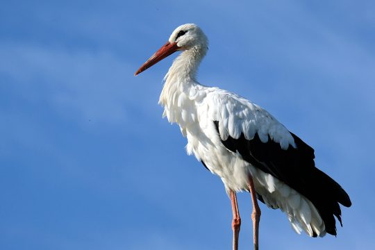 Storch