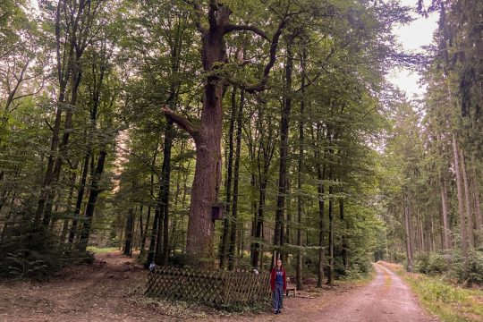 Antoniusbaum im Wald am Prümer Berg, Larissa Nelles steht davor