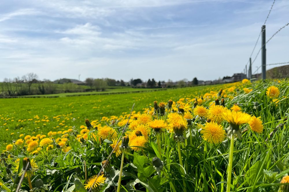 Löwenzahn auf einer Wiese