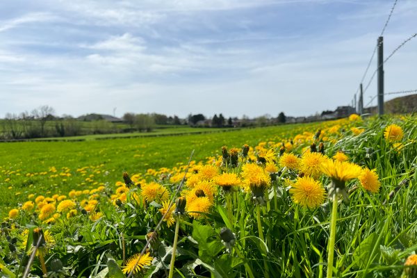 Löwenzahn auf einer Wiese